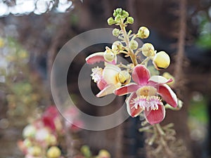 Shorea robusta, Dipterocarpaceae, Couroupita guianensis Aubl., Sal blooming pink flower in garden on blurred nature background
