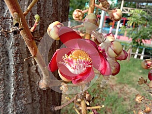 Shorea robusta flower blooming branch hanging on tree closeup. Is a sacred flower and legend of Buddhism.