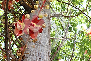 Shorea robusta flower blooming branch hanging on tree closeup. Is a sacred flower and legend of Buddhism.