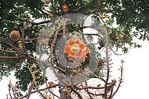 Shorea robusta flower hanging on high cannonball tree branch  in temple background