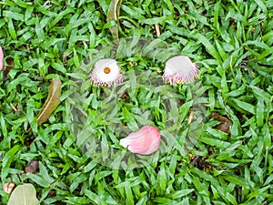 Shorea robusta flower and leaves on garden