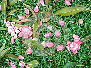 Shorea robusta flower and leaves on garden