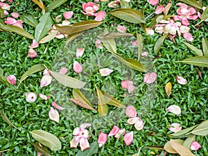 Shorea robusta flower and leaves on garden