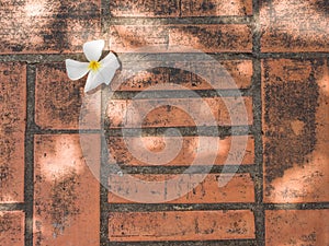 Shorea robusta flower on red bricks floor