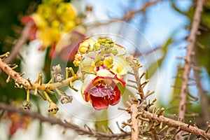 Shorea robusta flower. Sala flora or Shorea robusta flower on Cannonball Tree. Beautiful Shorea robusta blooming or Cannonball tre