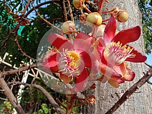 Shorea robusta flowers branch hanging on tree closeup.