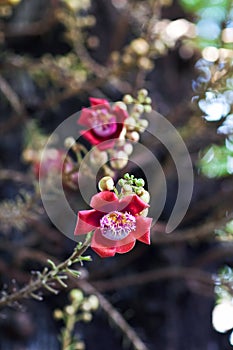 Shorea Robusta flowers close up