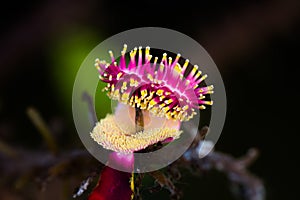 Shorea Robusta Flowers