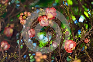 Shorea robusta flowers