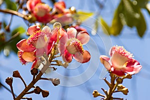Shorea robusta flowers