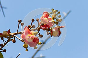 Shorea robusta flowers