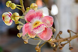 Shorea robusta flowers
