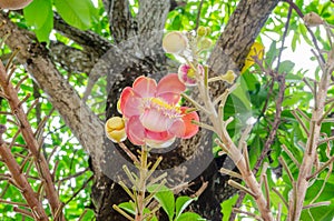 Shorea robusta,Gaertn flower in Thailand.