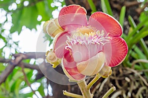 Shorea robusta,Gaertn flower in Thailand.