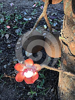 Shorea robusta or Sakhua or Shala tree or Sal tree flower.