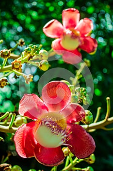 Shorea robusta,Sal flowers