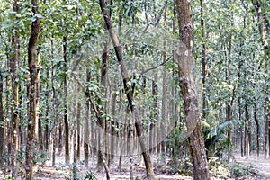 Shorea robusta, The sal shaal tree forest in Hatibandha forest, Bangladesh. Tropical trees