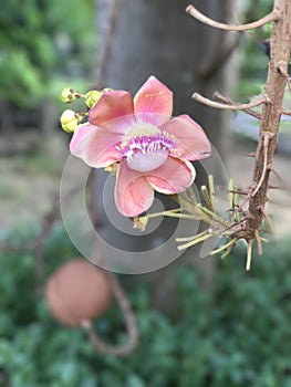 Shorea robusta or Shala tree or Sal tree flower.