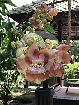 Shorea robusta or Shala tree or Sal tree flower.