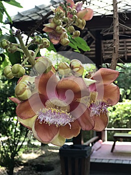 Shorea robusta or Shala tree or Sal tree flower.