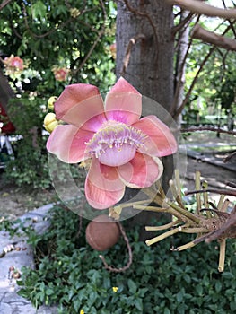 Shorea robusta or Shala tree or Sal tree flower.
