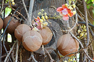 Shorea robusta tree