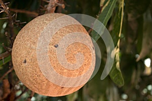 Shorea robusta tree,Cannonball tree.close up