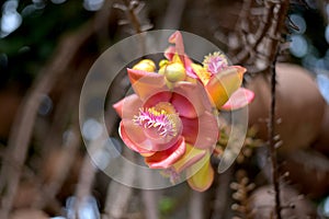 Shorea robusta Tree or Sal Fruit tree in Thai temple