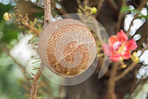 Shorea robusta Tree or Sal Fruit tree in Thai temple