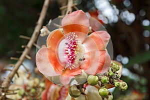 Shorea robusta Tree or Sal Fruit tree in Thai temple