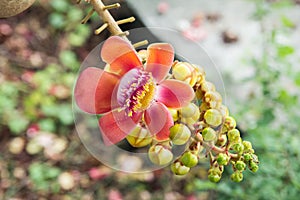 Shorea robusta Tree or Sal Fruit tree in Thai temple