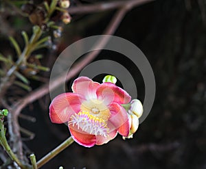 Shorea robustaCouroupita guianensis on the tree