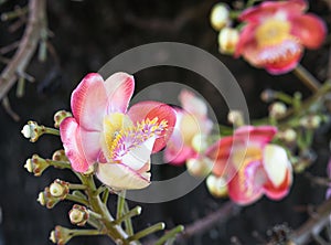 Shorea robustaCouroupita guianensis on the tree