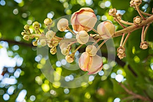 Shorea robustaCouroupita guianensis on the tree