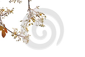 Shorea siamensis in the forest. Tree with leaves and flowers isolated on white background