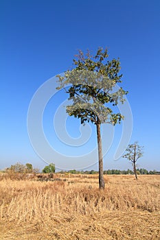 Shorea siamensis in parched rice field