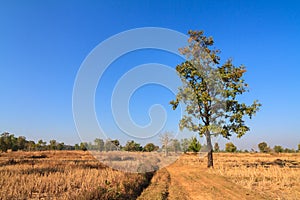 Shorea siamensis in parched rice field