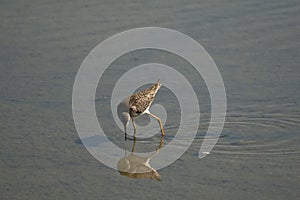 Shorebird