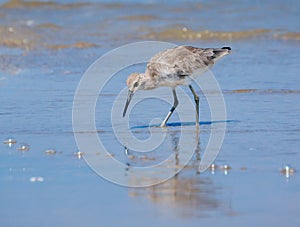 Shorebird in the Beach Tide