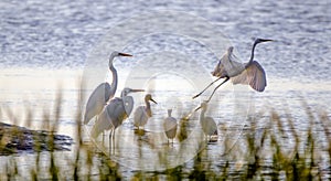 Shorebird Egrets and Herons, Hilton Head Island