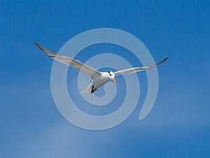 Shorebird In Flight