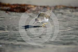 Shorebird Hunting