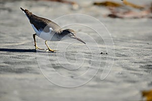 Shorebird Hunting