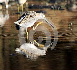 Shorebird Long-Billed Dowitcher Scratching Face with Foot photo