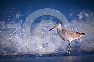 Shorebird by ocean