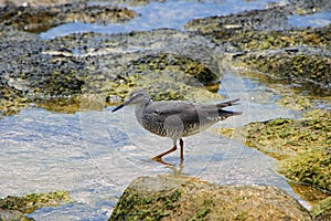 Shorebird in rock pools