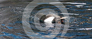 Black Guillemot swimming into the Biodome photo
