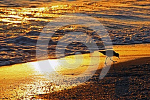 Shorebird at Sunset photo