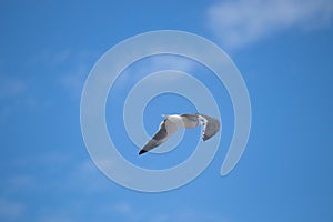 Beautiful blue sky with seagull flying across