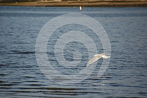 Shorebird with Wings Extended in Flight Over Water
